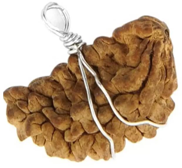 1 Face Rudraksh Genuine 1 Mukhi Rudraksha Brown Cashew shape Ek Mukhi Kaju Dana Rudraksha from Nepal Pure One Face Half Moon By Lab Certified-image-22
