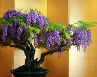 Creative Farmer Bonsai Suitable Seeds Argentina Blue-Purple Black Poui Imported Bonsai Suitable Seeds