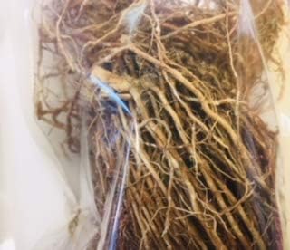 Vetiver ~ 1 oz Dried root ~ Ravenz Roost dried herb