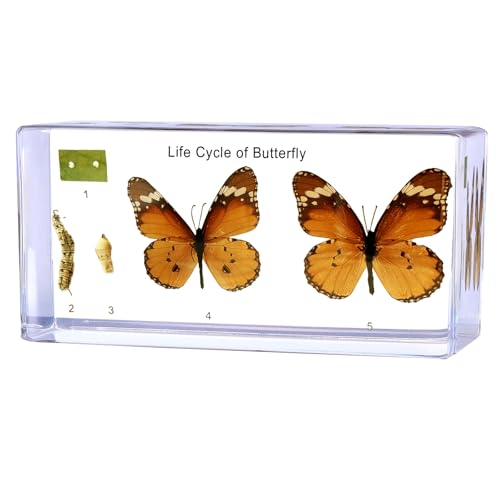 Monarch Butterfly Life Cycle Specimen-Real Butterfly in Resin,Complete Display for