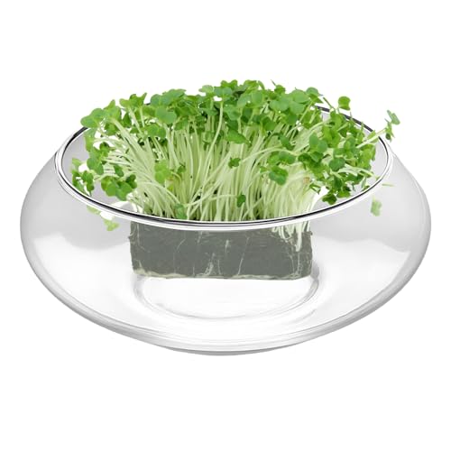 Cuenco de pescado transparente poco profundo y maceta interior para plantas crasas 8