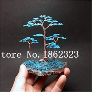 . Bonsai 50 Pz giapponese Ginepro Bonsai Starter Albero Juniperus Procumbens Nana Pianta in vaso per la casa & amp; Garden Facile da coltivare: 2: Only Seeds