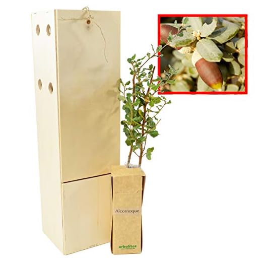 ALCORNOQUE arbolito de pequeño tamaño en caja de madera. Alveolo forestal del alcornoque (1)