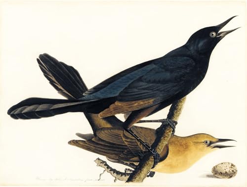 Tableaux Sur Toile Quiscale bronzé John Audubon 60x90cm Décoration Chambre