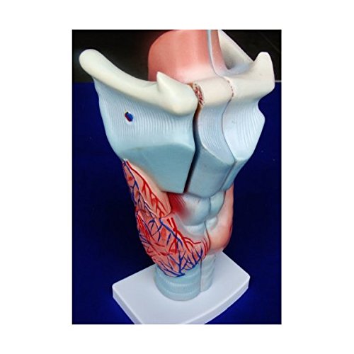 Miniatura 2 de Modelo Anatomía profesional médico acupuntura humana Laringe it-037Angelus