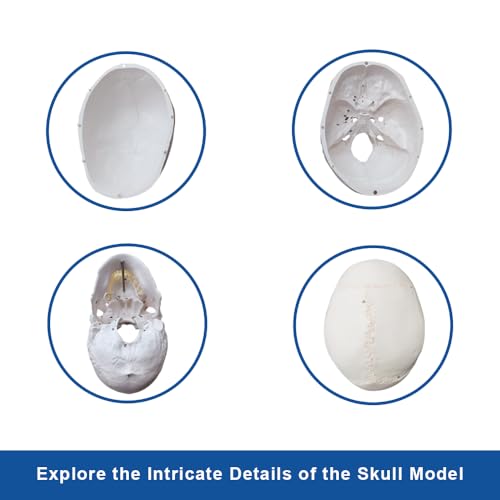Image of an Upgraded Natural Large Skull Anatomy Model with Clear Numbers and Stitches for Medical Students Studying Human Anatomy
