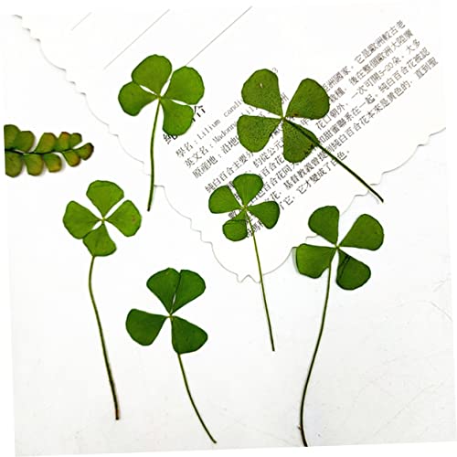 Ipetboom 24pcs Four Leaf Seco Artesanía DIY miniatura 4