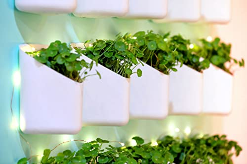 Image of BLUME Prism Plastic Small Wall Hanging Planters Set Hook Hanging Flower Pot for Indoor Outdoor Living Home Gardening Plant Container Pot (White, Set of 50)