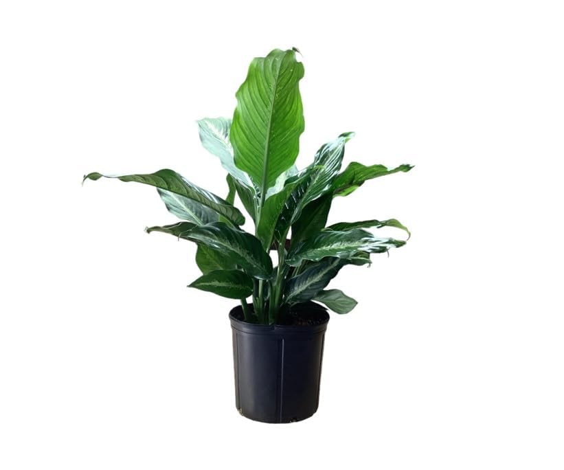 Amazon.com : Dieffenbachia Cougar - Dumb Cane - Leopard Lily