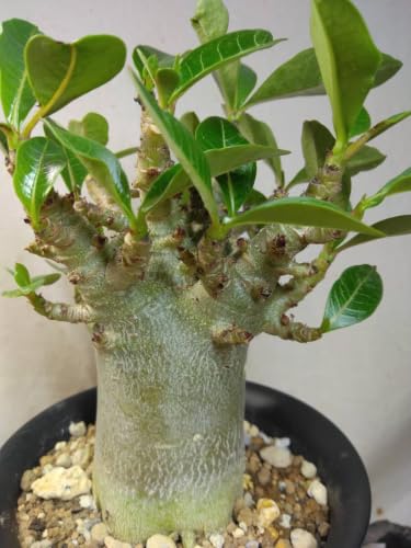 観葉植物 アデニウム アラビカム ドワーフ」の人気商品一覧・価格比較