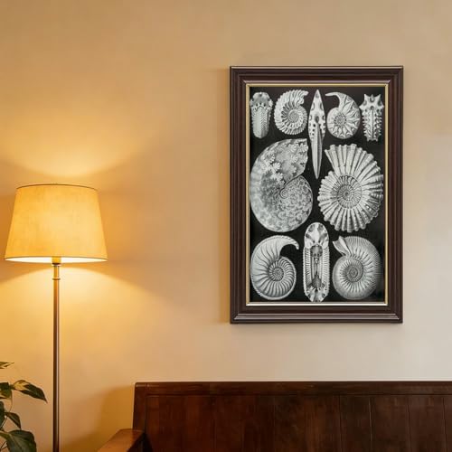 Impression sur toile d'ammonitida de qualité supérieure style Ernst Haeckel avec cadre
