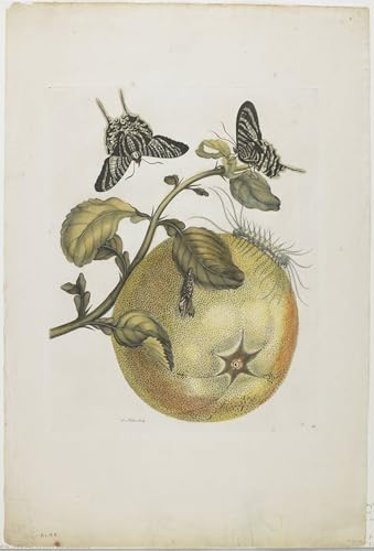 Affiche Artistique Maria Sibylla Merian Toile d'Art Premium 60x90cm