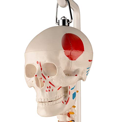 Image of Ultrassist Human Skeleton Model, 34 inch Half Life Size Skeleton Replica with Spinal Nerves, Muscle Insertion and Origin Points, Includes Joint Ligaments for Human Anatomy Study, Hanging Style