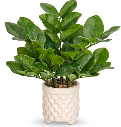 Villa Como tFCNO[ CeAO[ |gX lHϗtA   ƒ  v[g ̓ hV̓ Vzj JXj (rtij, 30CM)