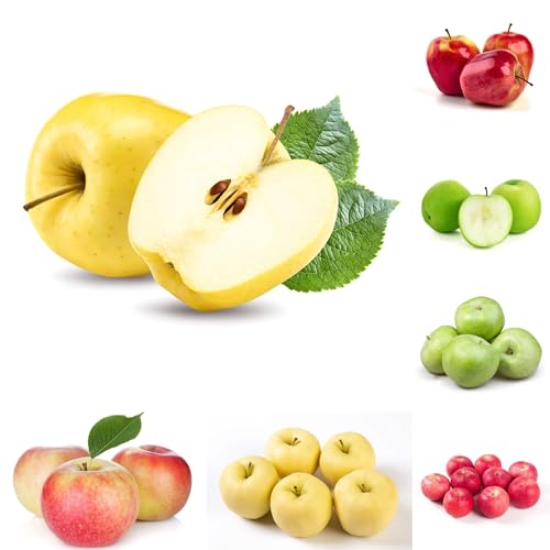 semi di melo, d'appartamento di verdi di mela, giardino roccioso resistenti, 300pcs