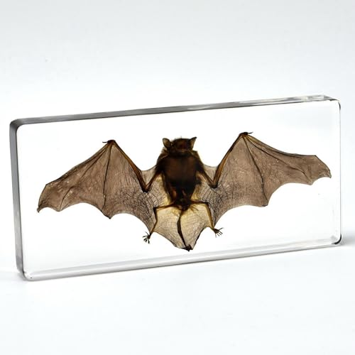 Image of Taxidermy Bat, Real Insect Bat Specimens in Resin for Closer-Look & Study in Safe Healthy Manner, Novelty Fun & Educational for Classroom, Home Office Decor Display (L: 5.5x2.5x0.8-inch)