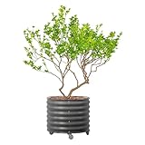 Rolling Metal Citrus Tree Planter Pot, 27″ Round Planter Box for Porch Patio & Backyard, 45 Gallon Large Planter Pot with Wheels for Growing Olive Trees Tomatoes Vegetables and Flowers, Modern Gray