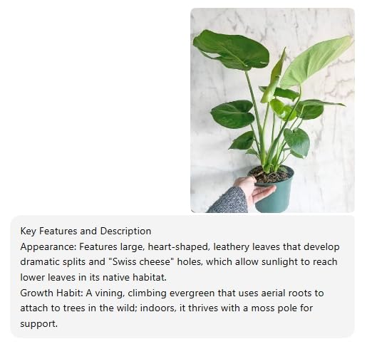 Monstera Deliciosa Live Plant for Indian Climate 1 healthy plant :  Amazon.in: Garden & Outdoors