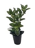 Holly 10 Live Plants - 1ft. to 6ft. Tall