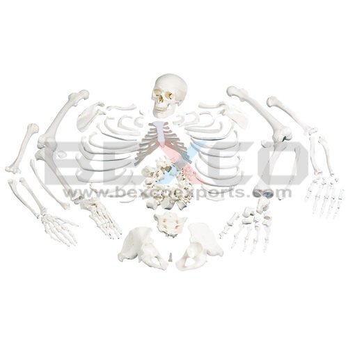 BEXCO Dis-articulated human anatomical model (B0762PQ5FP) Amazon Price History, Amazon Price Tracker