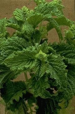 Basil Sweet Dani Lemon Ocimum basilicum 1,000 Seeds