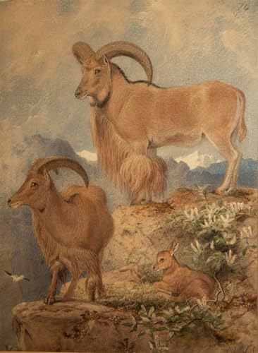 Art Mural Tableaux Moutons Sauvages de Barbarie Poster Toile Salon 60x90cm
