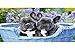 Castorland- French Bulldog Puppies,Puzzle 1000 Teile, Multicolore, 104246-2