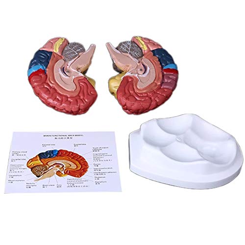 JJIIEE Modelo do cérebro humano, cérebro dividido codificado por cor, 2 peças de anatomia do cérebro