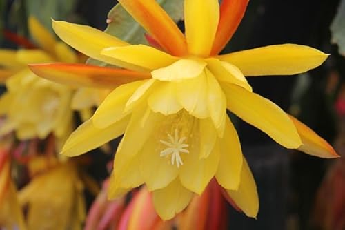 Epiphyllum Lingua Di Suocera A Fiore Giallo Gigante Foto Reali Vaso 14Cm