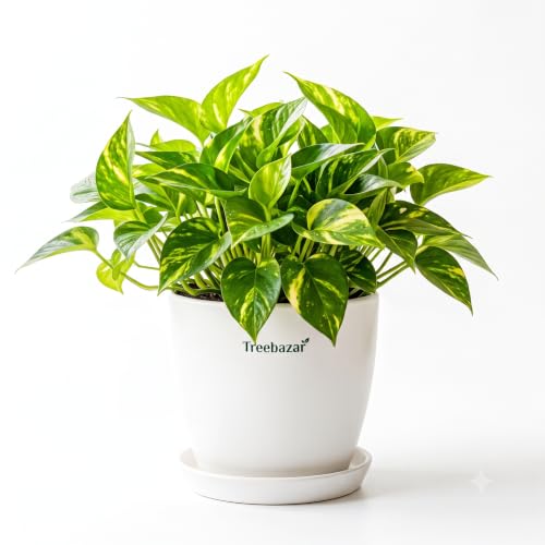 Image of Treebazar Live Money Plant Golden Pothos