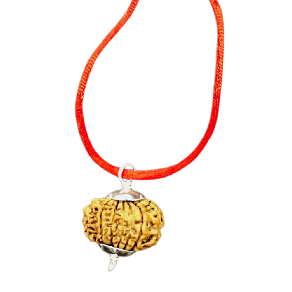 9 Mukhi Rudraksha Népal authentique de 18mm-20mm pour mala et pendentif