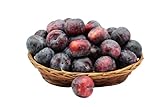 BAMELO® Pflaumen frische Kiste 3 Kg