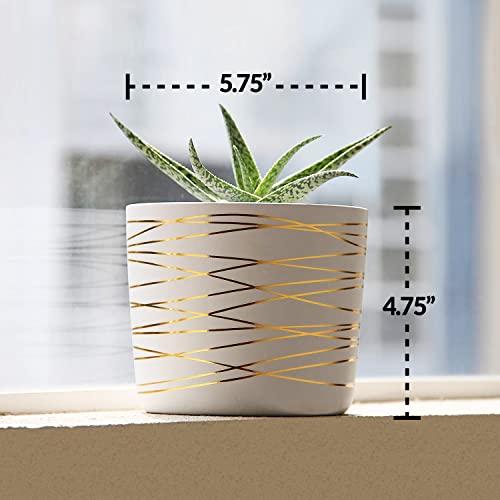 Willowy 6 Inch Ceramic Pot - Matte White With Gold Stripes - Drainage Plug Included #TOP2
