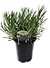 Findlavender - 'Provence' French Lavender - Potted - Very Fragrant - 7" Pot -...