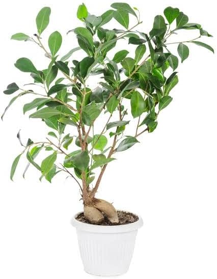 - Mphmi Nursery Delhi Plant NCR Goolar, Umber - Plant Cluster fig Tree, Indian fig Tree, Goolar