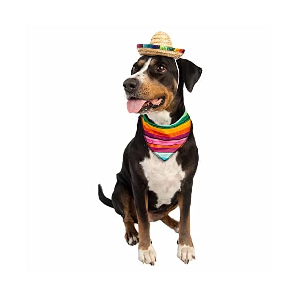 Cinco de mayo dog outfit - 2 piece set - mexican sombrero hat and collar - dog sombrero hat - dog bandana - mexican dog collar - pet costume for smaller dogs - cat costume - mexico fiesta by pet krewe - image 5