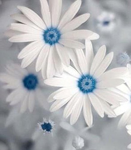 Futaba African Daisies Flower Seeds-White and Sky Blue-100Pcs (B08NF72GMD) Amazon Price History, Amazon Price Tracker