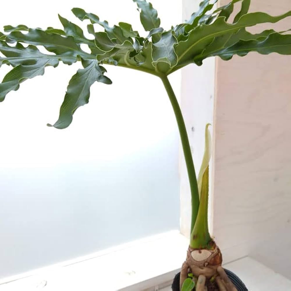 Amazon｜フィロデンドロン：セローム（根上がり） 4号[生命力