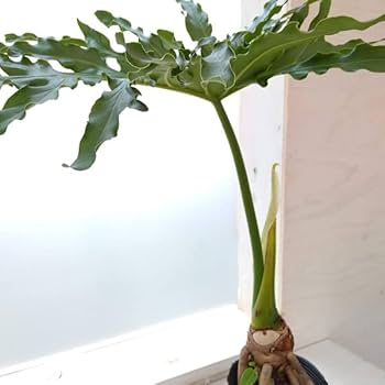 Amazon｜フィロデンドロン：セローム（根上がり） 4号[生命力