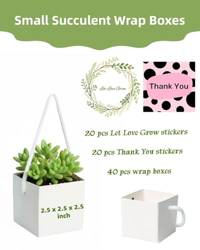 Cajas de regalo para suculentas con 30% de descuento - 40 unidades