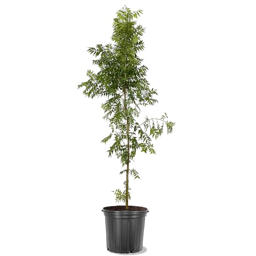 Chinese Pistache, Deciduous, Shade Tree, Drought Tolerant, Hardy, Medium Sized,