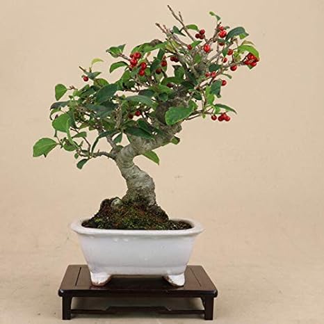 Amazon 梅もどき ウメモドキ 小品盆栽 いよじ園 盆栽