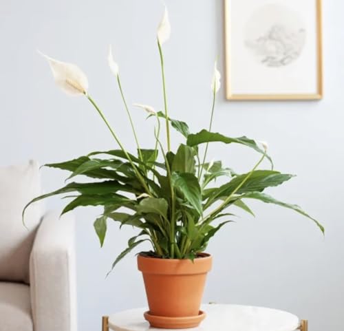 Best Air Purifying Plant - Spathiphyllum - Peace Lily Plant - Easy Care houseplant- Shade Tolerant Plant - Green Foliage houseplant in 12cm Pot Approx 40cm Tall