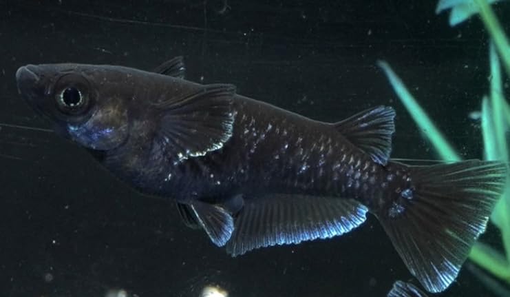 Amazon | めだか 曜変天目めだか メダカ2ペア（若魚〜成魚） 同時購入