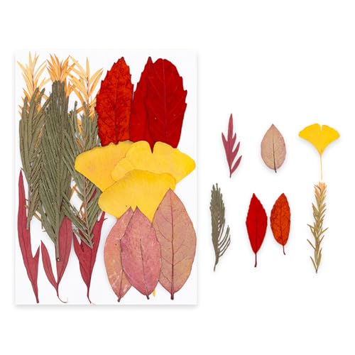 Set de Flores Naturales Prensadas para Arte y Joyería miniatura 1