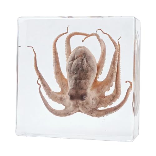 Image of Taxidermy Octopus Turtle Crab, Real Oceans Animals Specimens in Resin Preserved, Clear for Closer-Look & Study, Science Educational Classroom Specimen, for Ornament Decor and Gift (3.0x3.0x0.8-inch)