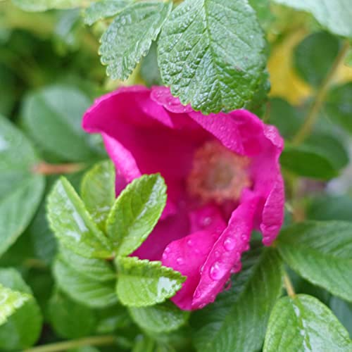 Hagebutte Syltrose Apfelrose Rosa rugosa Dünenrose pflegeleicht undurchdringlich Heckenpflanze Insektennährgehölz Vogelnährgehölz (Im 3 Liter Topf 30-40cm)
