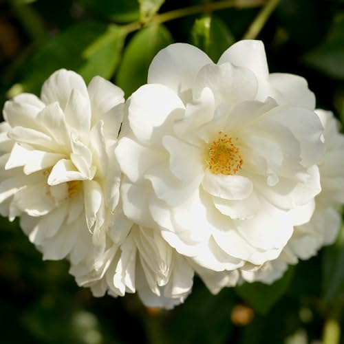 15 Best Climbing Roses to Beautify Your Garden 7 Heirloom Roses Climbing Rose Plant - CL Iceberg White Rose