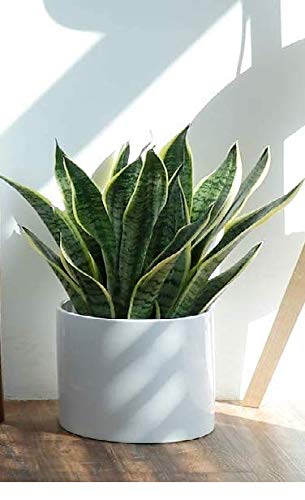 Global Trade & Utility Products Plastic Pot, White, 10 x 11 in, 1 Pot (B08HWHGRBT) Amazon Price History, Amazon Price Tracker