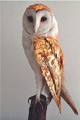 Yellow Alley Owl Sticker Poster|Vastu Bird Wall Poster|Lucky For Wisdom & Protection|Home Wall Decor|For Living Area, Entrance, Corridors|Self Adhesive Paper